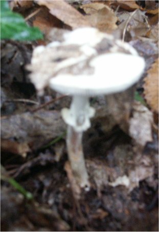 amanite