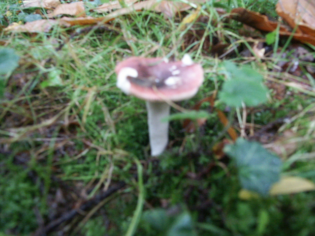 russule