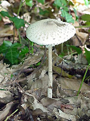 coulemelle