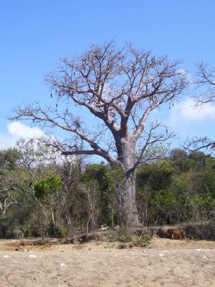 baobab