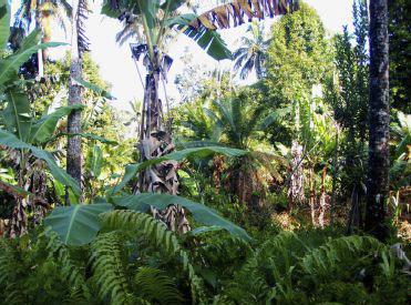 foret