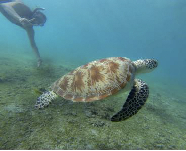 tortue