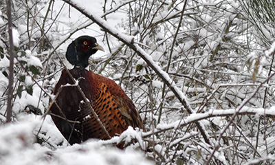 faisan dans la neige