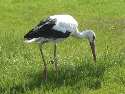 cigogne