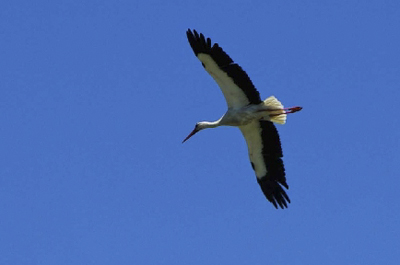 cigogne en vol